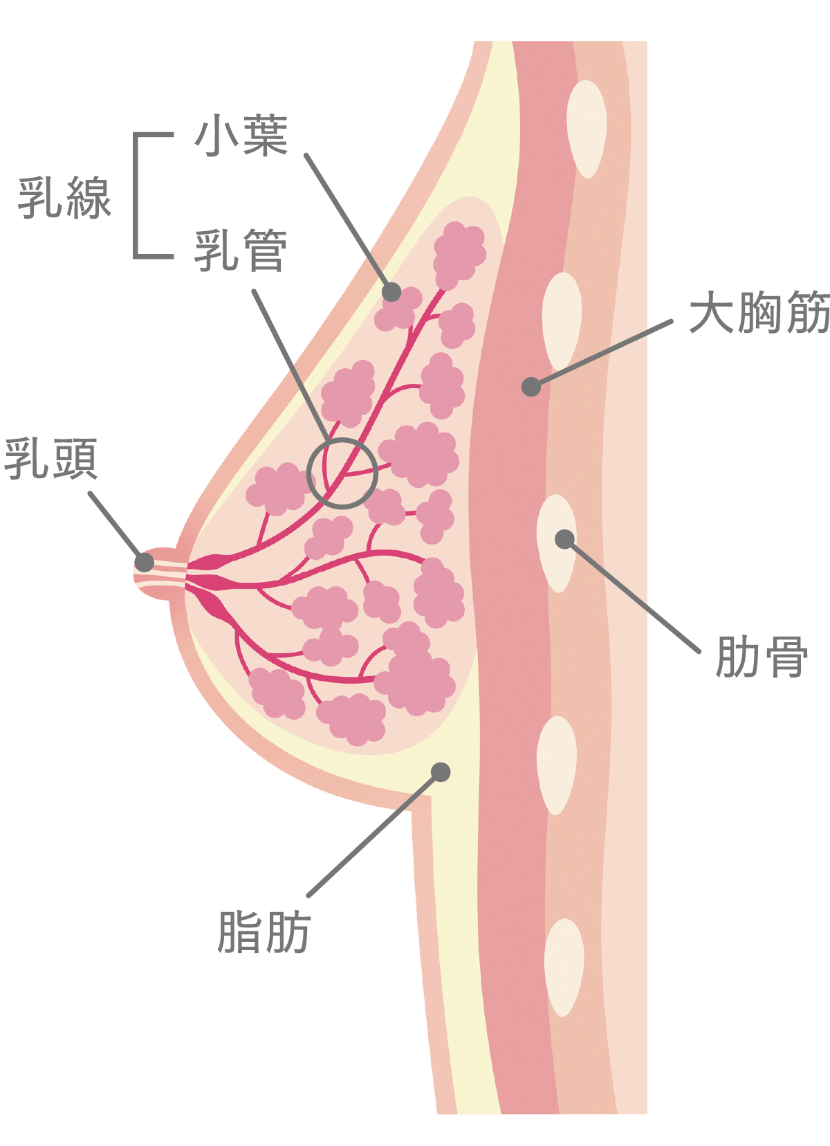 乳がんの構造